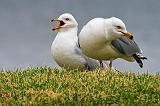 Two Gulls_52973